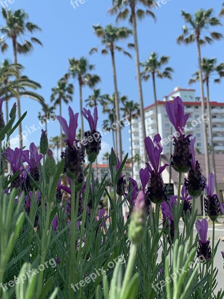 Zushi Marina Lavender Palm Trees Resort Flower