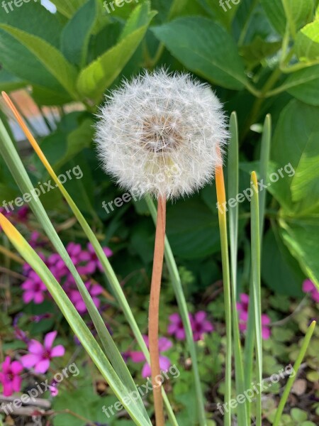 Dandelion Roadside Flowers Flower Free Photos