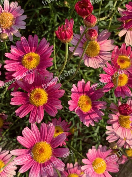 Pink Flower Roadside Flowers Floret Flower Free Photos