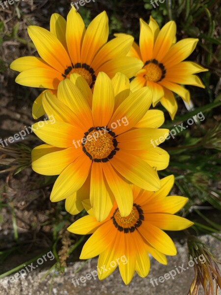 Yellow Flowers Roadside Flowers Floret Flower Free Photos