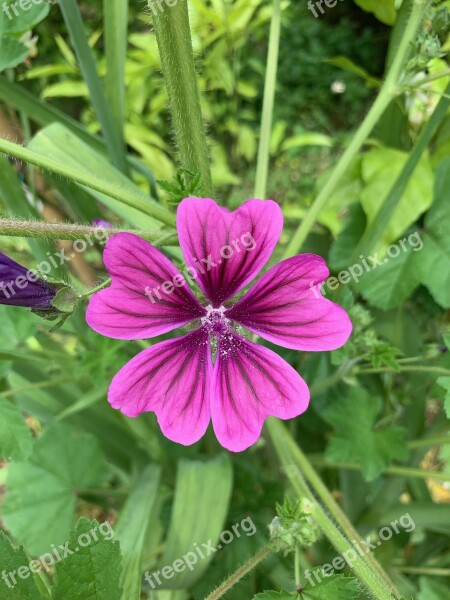 Hamanasu Sea Of Flowers Herb Flower Free Photos