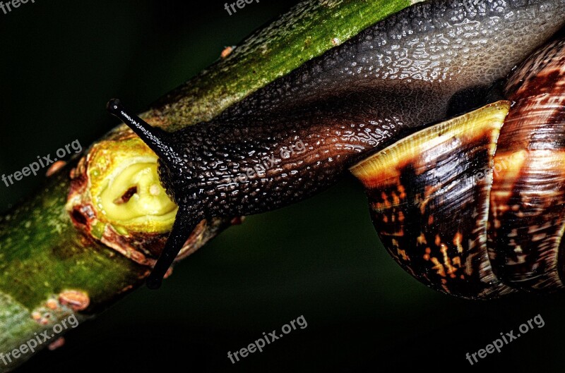 Nature Snail Shell Mollusk Slowly