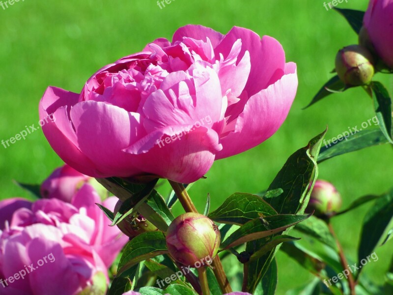 Peonies Flowers Pink Spring Nature