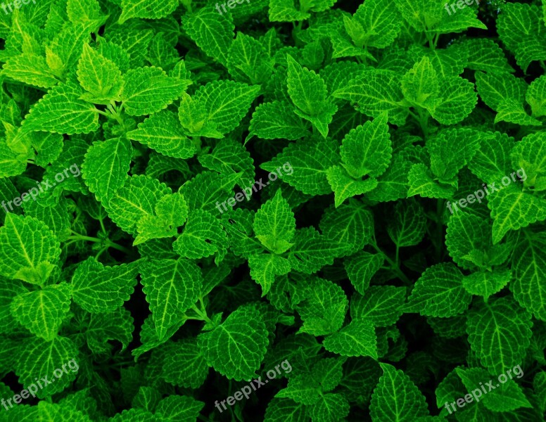 Green Leaves Plants Free Photos