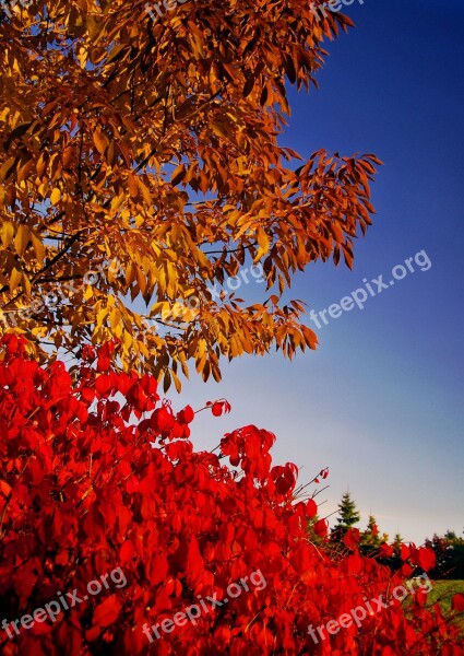 Autumn Leaves Colours Free Photos