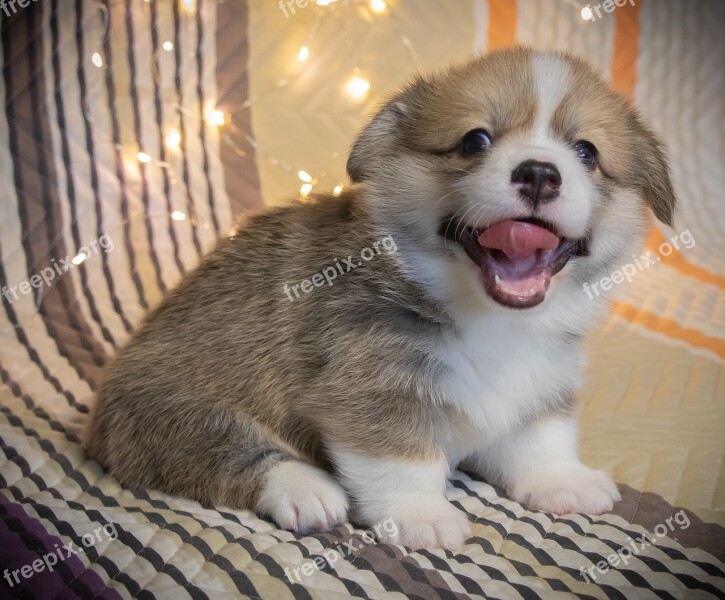 Welsh Corgi Pembroke Corgi Dog Puppy Pet