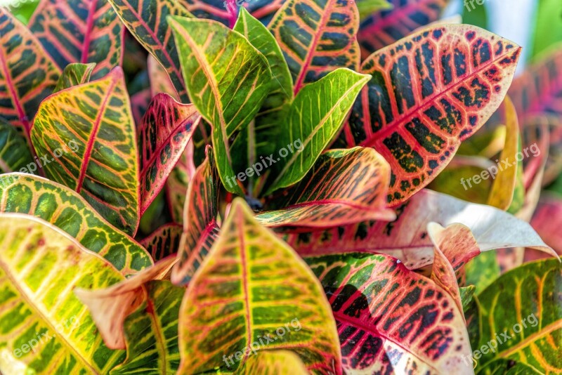 Leaves Color Plant Colorful Garden