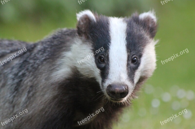 Badger Closeup Garden Nature Animal