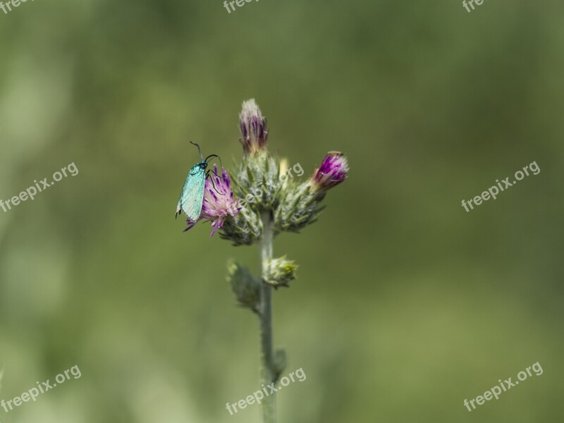 Insect Flower Macro Summer Wing