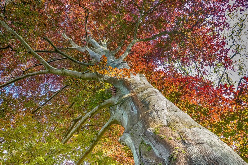 Tree Nature Tribe Autumn Beautiful