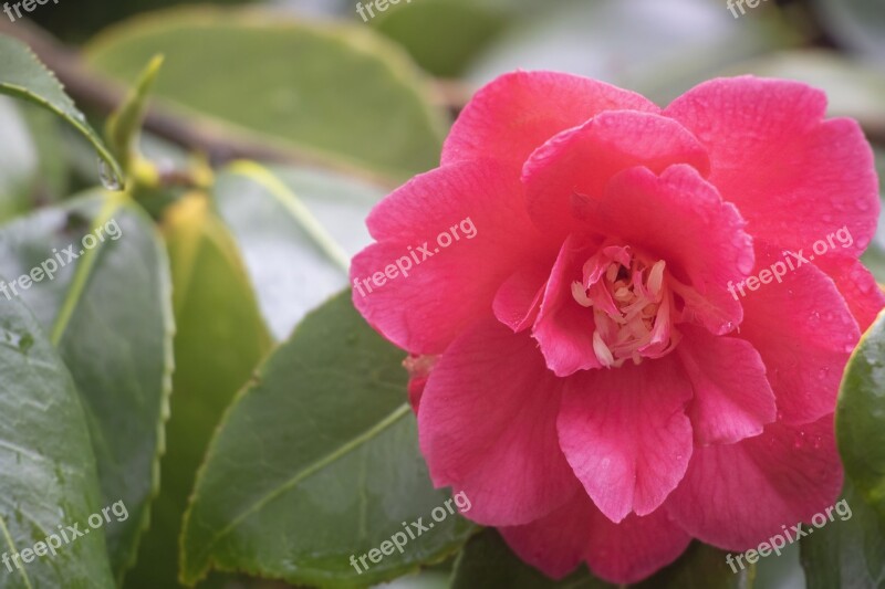 Red Rose Flower Floral Garden