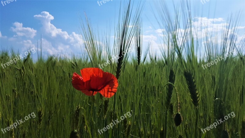 Poppy Wolf Flower Red Nature