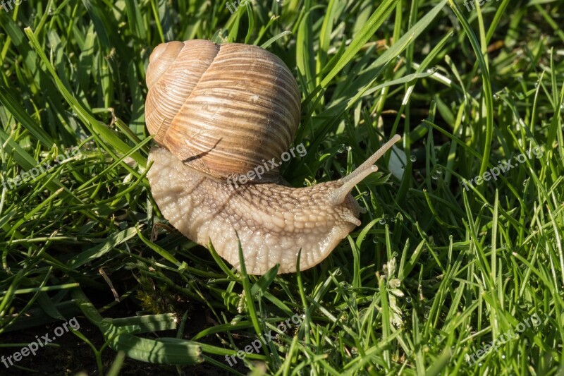 Snail Tim H Nature Grass In The Morning