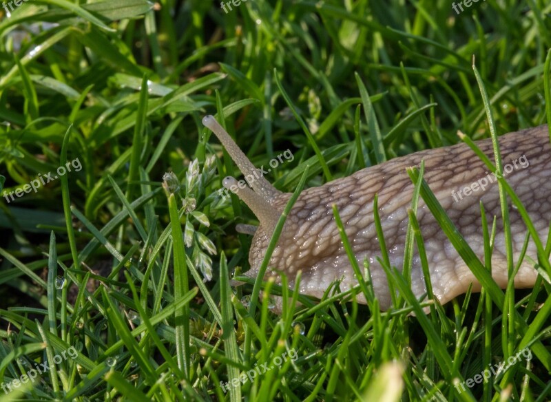 Eyes Snail Slowly Rainy Free Photos