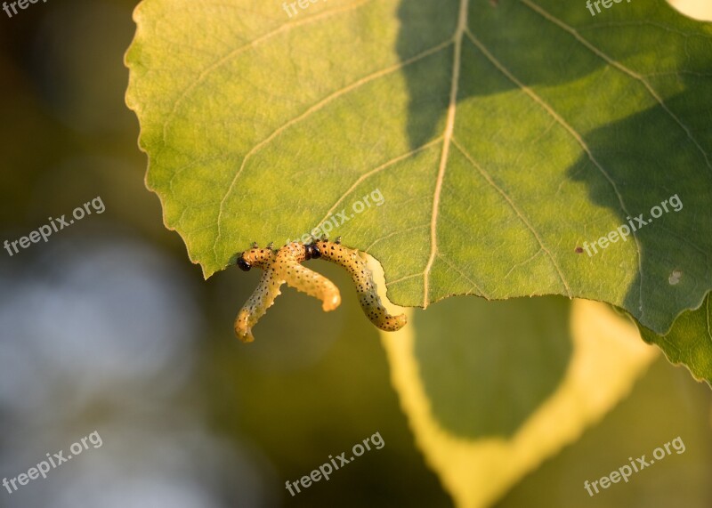 Caterpillar Feast Nature Group Free Photos