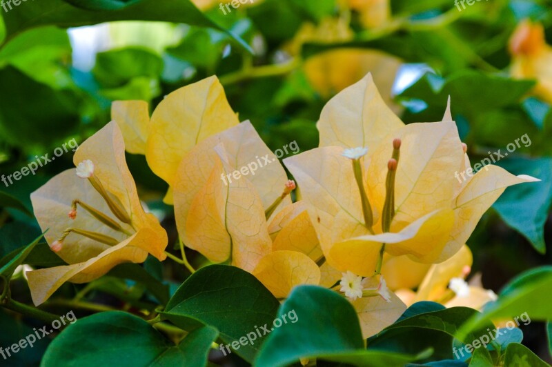 Flowers The Buds Asia Tropics Jungle