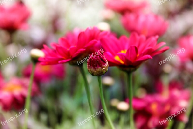 Flower Red Nature Blossom Bloom