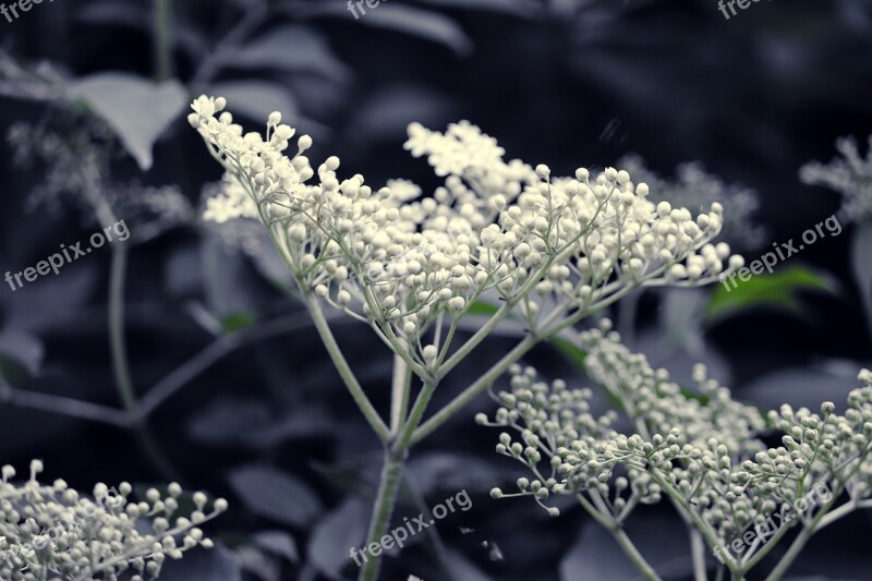 Elder Elderflower White Bush Blossom