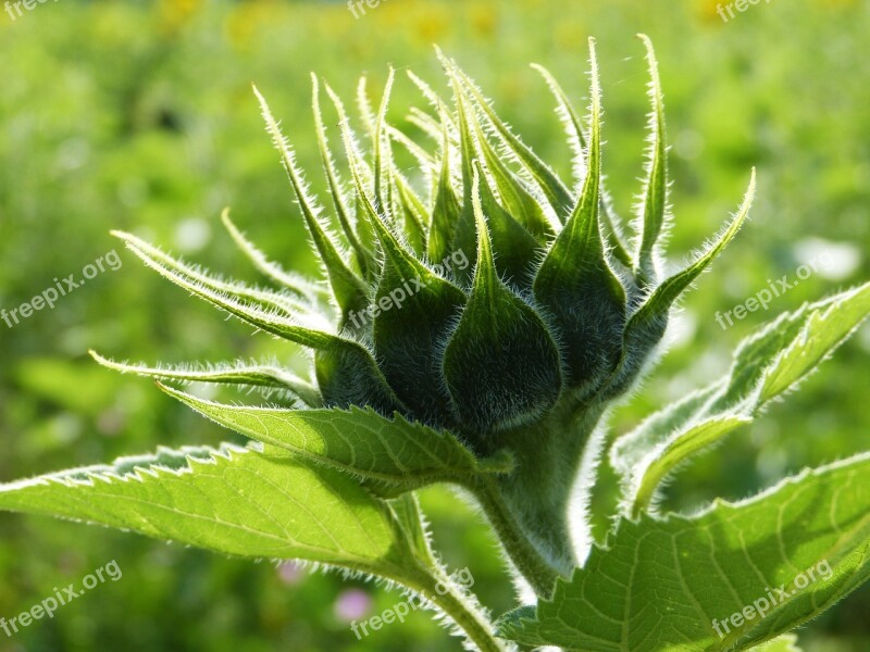 Sunflower Bud Unopened Green Agriculture