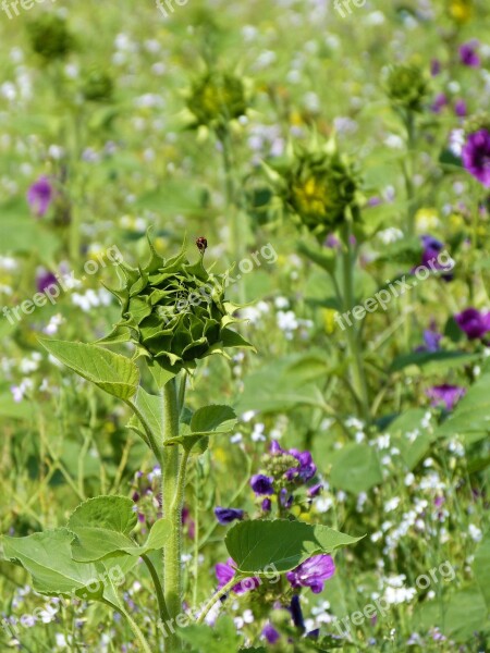 Sunflower Field Arable Agriculture Flower Strips