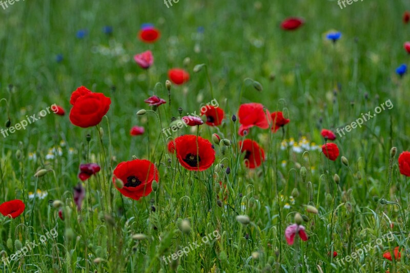 Poppy Flower Meadow Nature Meadow Blossom