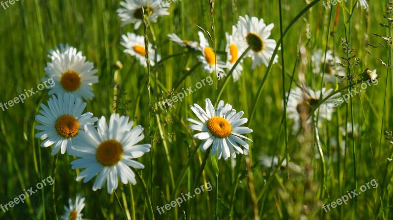 Nature Plants Flowers Daisy Spring