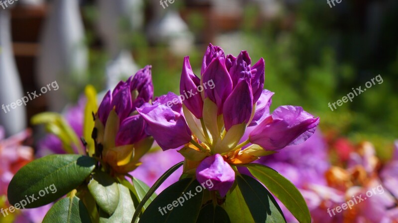 Nature Plants Flowers The Buds Violet