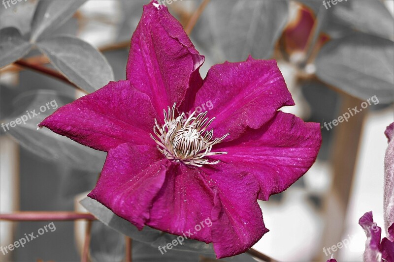 Clematis Bloom Flower Close Up Garden Plant