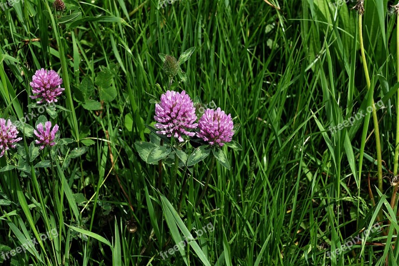 Red Clover Flowers Pointed Flower Violet Meadow