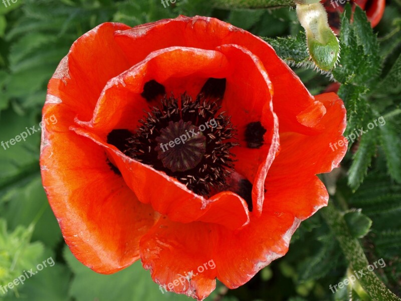 Poppy Blossom Bloom Flower Klatschmohn