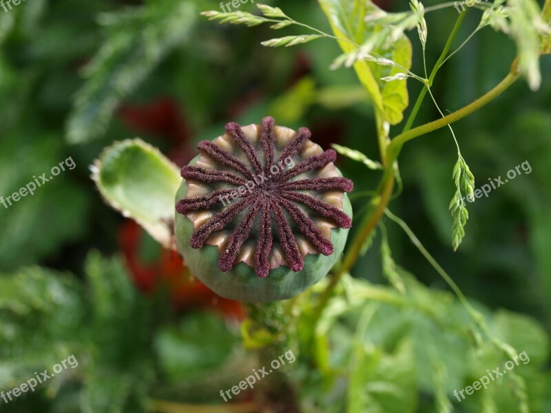 Poppy Flower Nature Mohngewaechs Free Photos