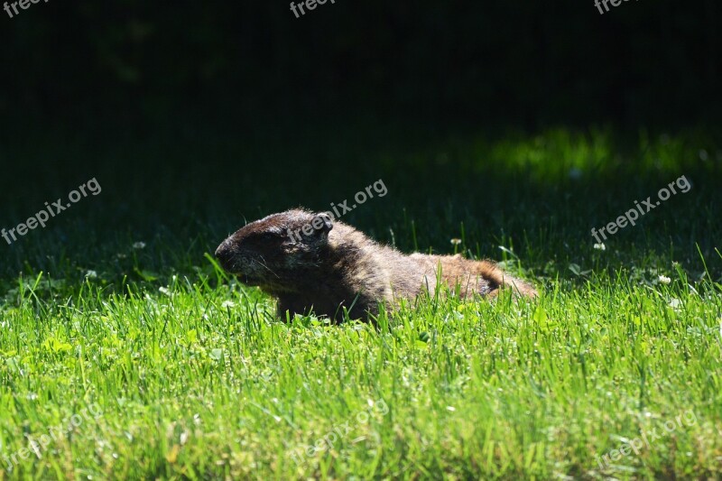 Groundhog Nature Animal Fur Rodent