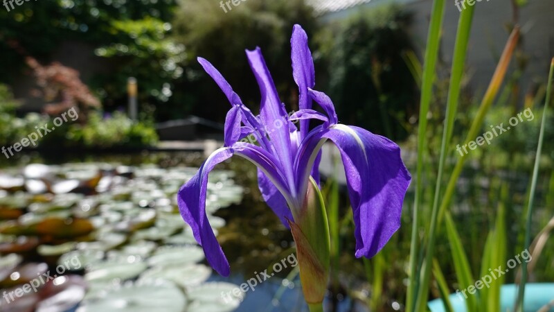 Iris Vijverbloem Purple Purple Lis Flower