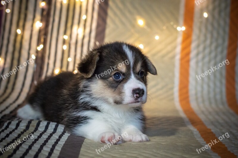 Puppy Cute Dog Funny Ears Eyes