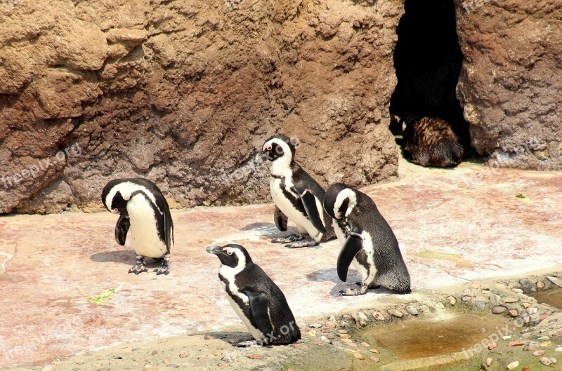 Penguins Birds Animals Floating Nature