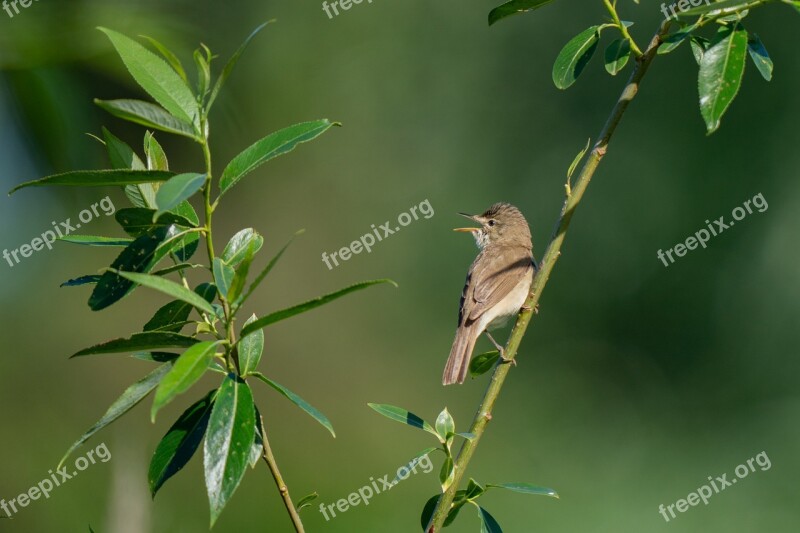 Blyth's Reed Warbler Acrocephalus Dumetorum Bird Passerine Nature