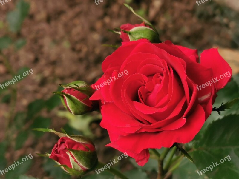 Red Roses Buds Romantic Flower Bloom