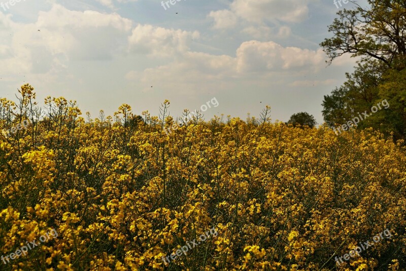 Colza Rape Cultivation Agriculture Fields