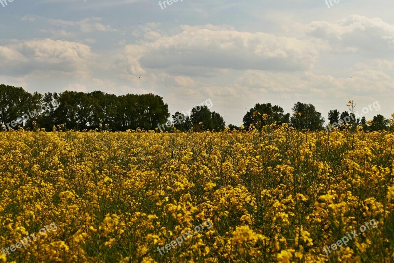 Colza Rape Cultivation Agriculture Fields