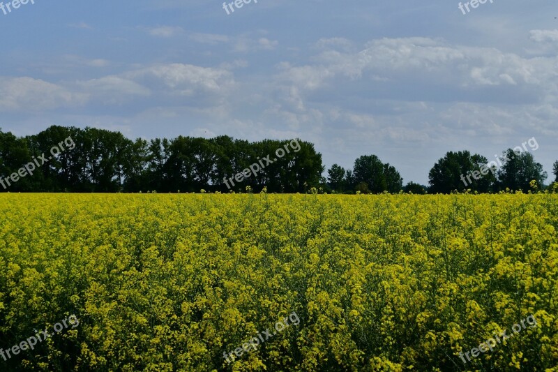 Colza Rape Cultivation Agriculture Fields