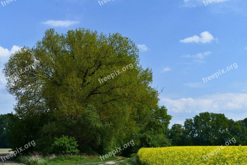 Colza Rape Cultivation Agriculture Fields