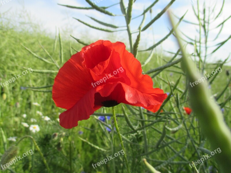 Poppy Field Flower Red Red Flower