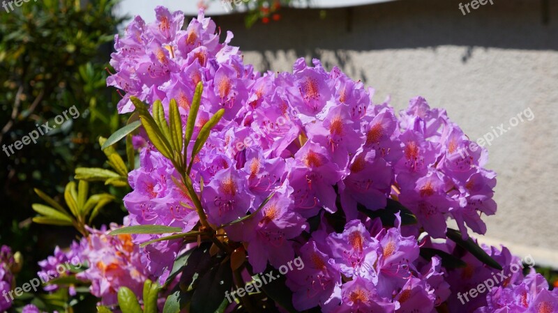 Nature Plants Flowers Rhododendron Azalea