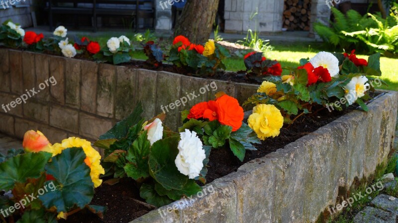 Garden Nature Plants Flowers Begonias