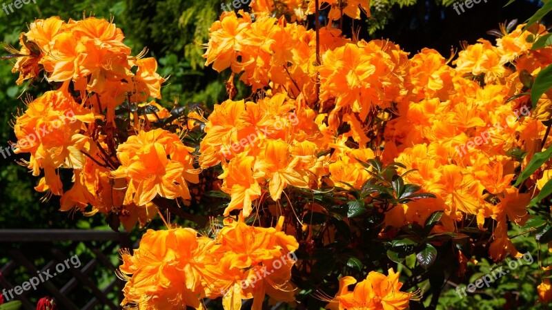 Nature Plants Flowers Rhododendron Azalea