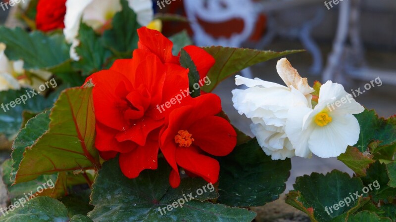 Garden Nature Plants Flowers Begonias