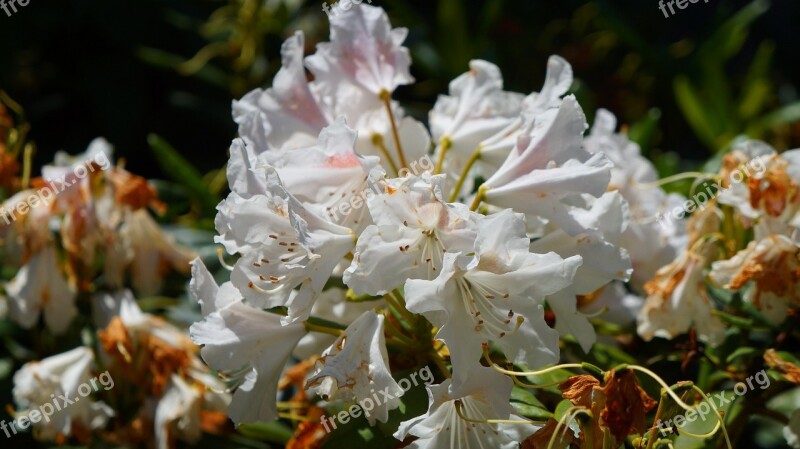 Nature Plants Flowers Rhododendron Azalea