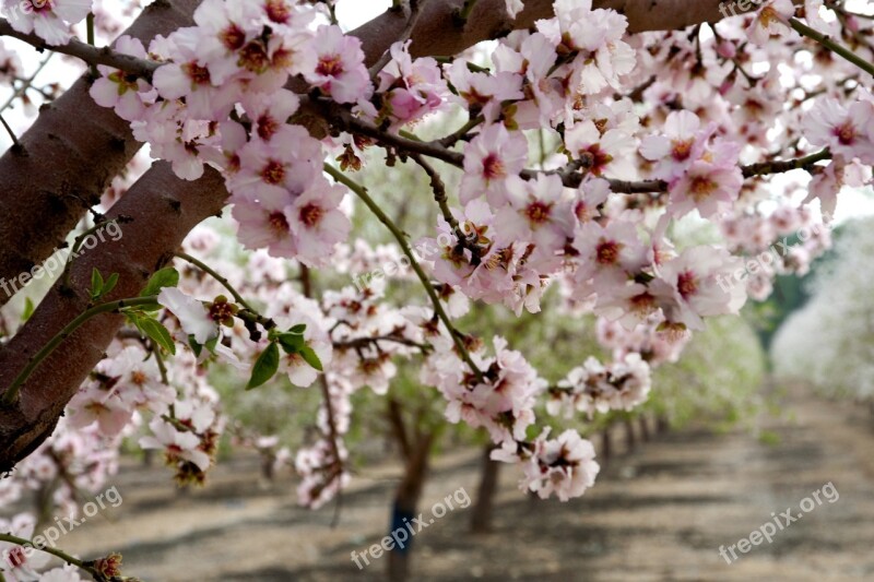 Almonds Flowers Trees Orchard Pink