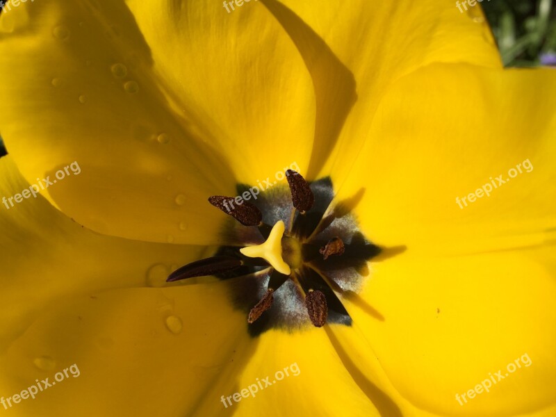 Flower Garden Yellow Spring Bloom