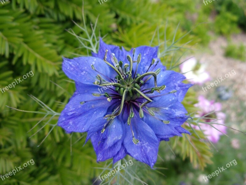 Damascus Nigella Flower Summer Nature Blue